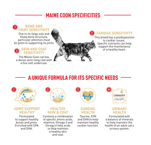 Royal Canin Cat Maine Coon Dry Food