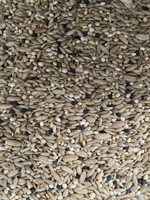 Avigrain Canary Mix