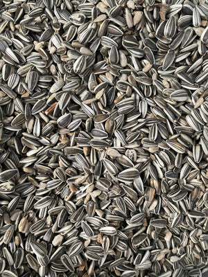 Avigrain Sunflower Grey Stripe