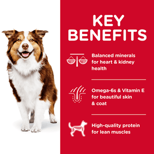 Hills Science Diet Senior Adult 7+ Dry Dog Food