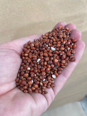 Jenco Red Sorghum