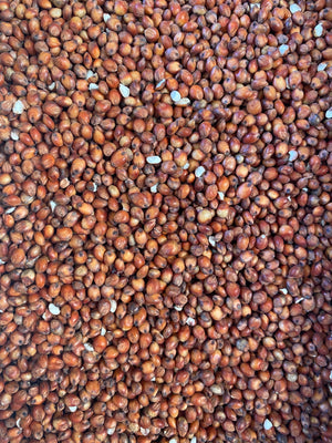Jenco Red Sorghum