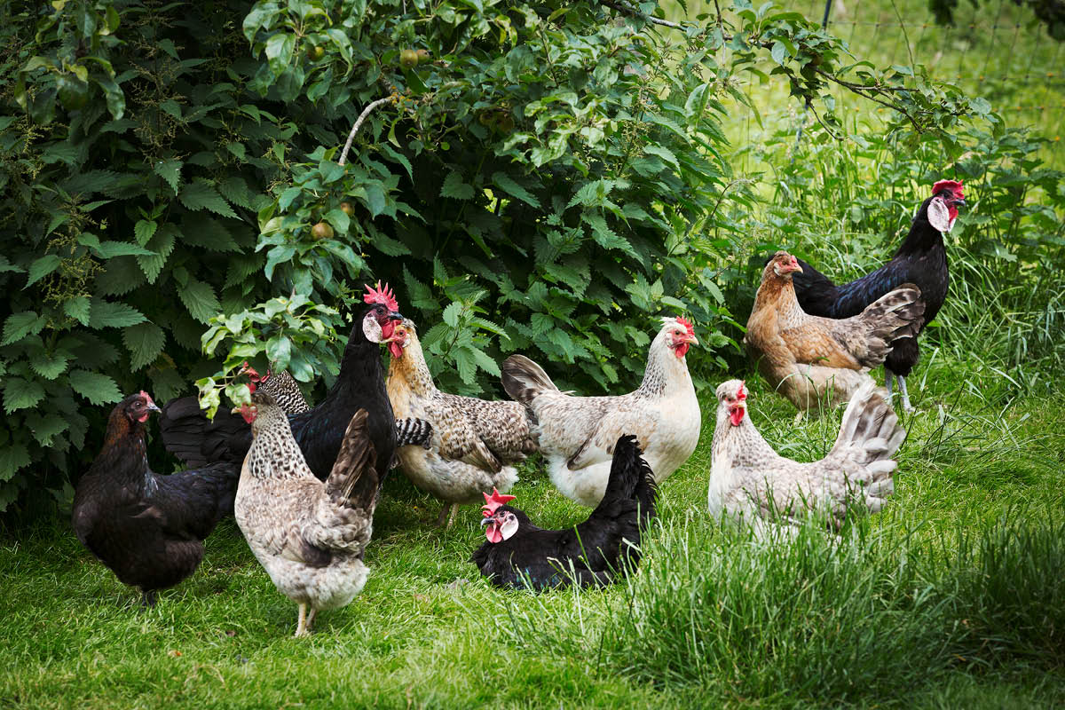Chooks in the Garden