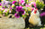 What to do in the Garden this August