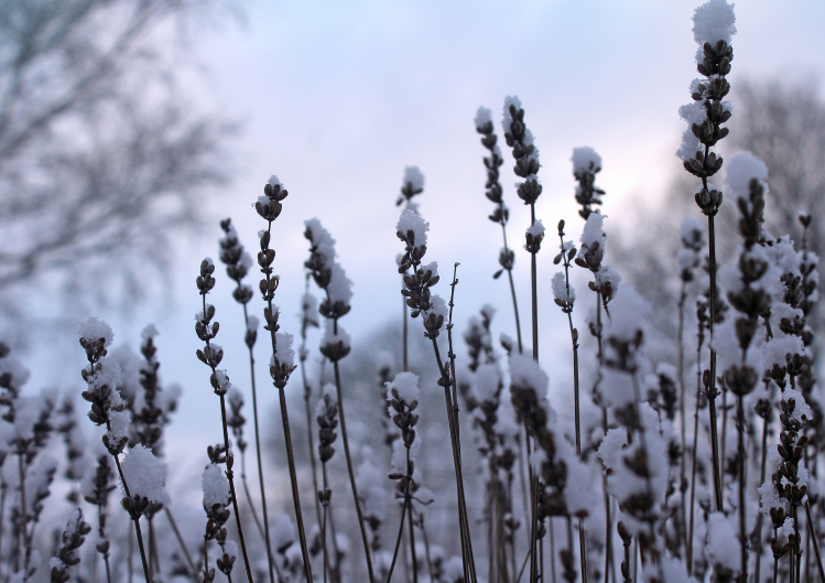 How to Care for Your Garden in Winter