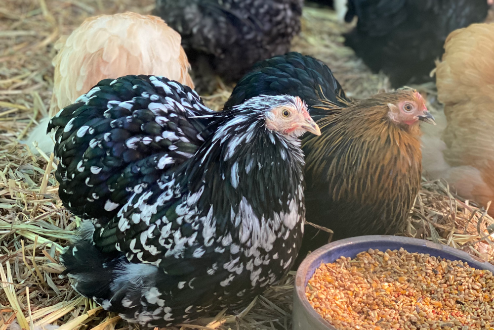 Best Breeds of Chickens for Backyard Keepers