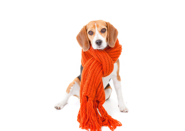 Keeping Your Dog Warm in Winter
