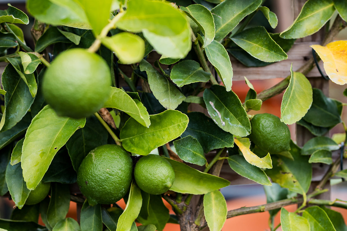 Growing Citrus in Brisbane
