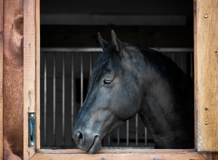 The Power of Stalosan F Dry Germicide: The Ultimate Solution for Cleaning Animal Areas