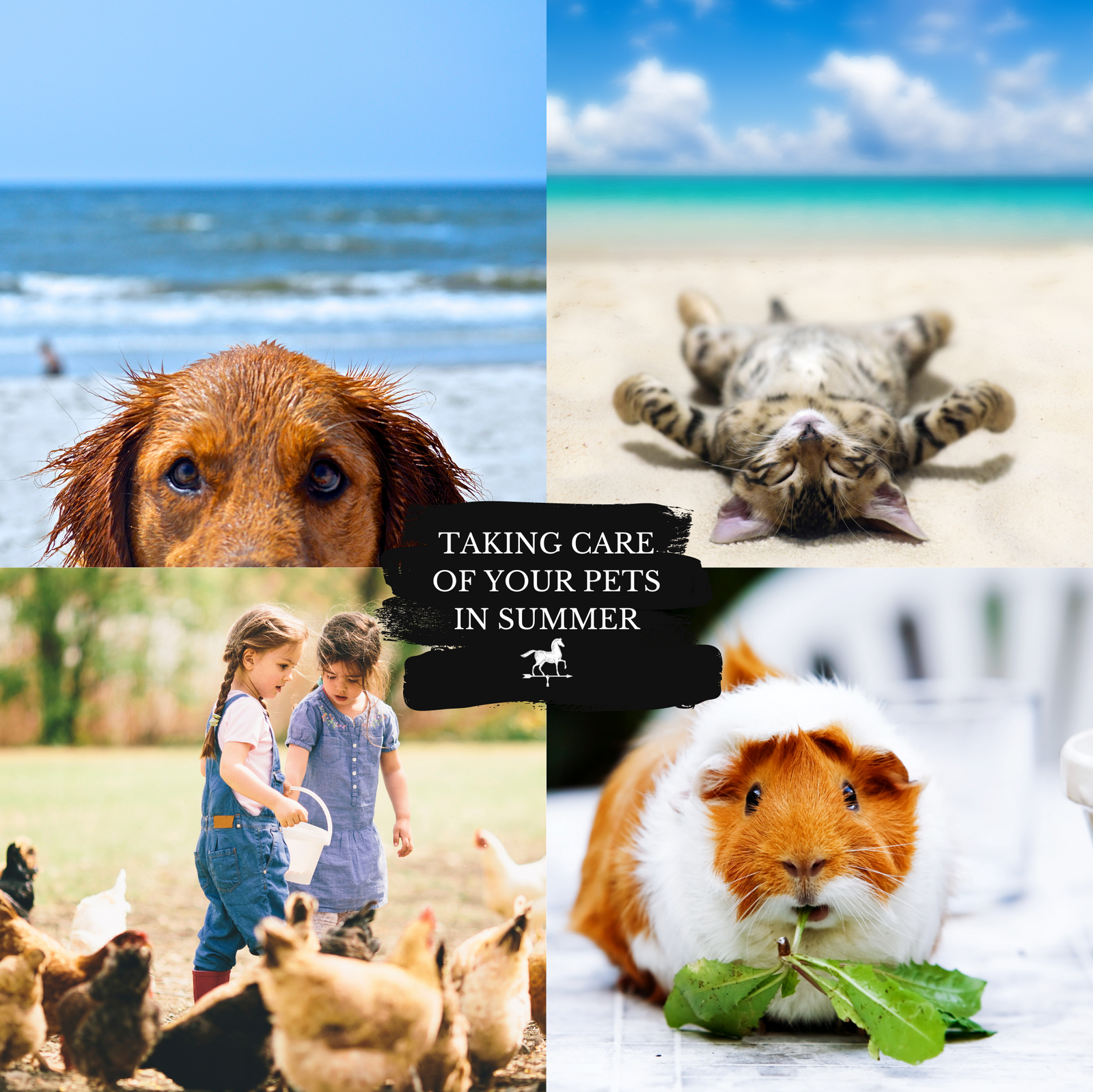 Tips on keeping your Animals cool on a hot day