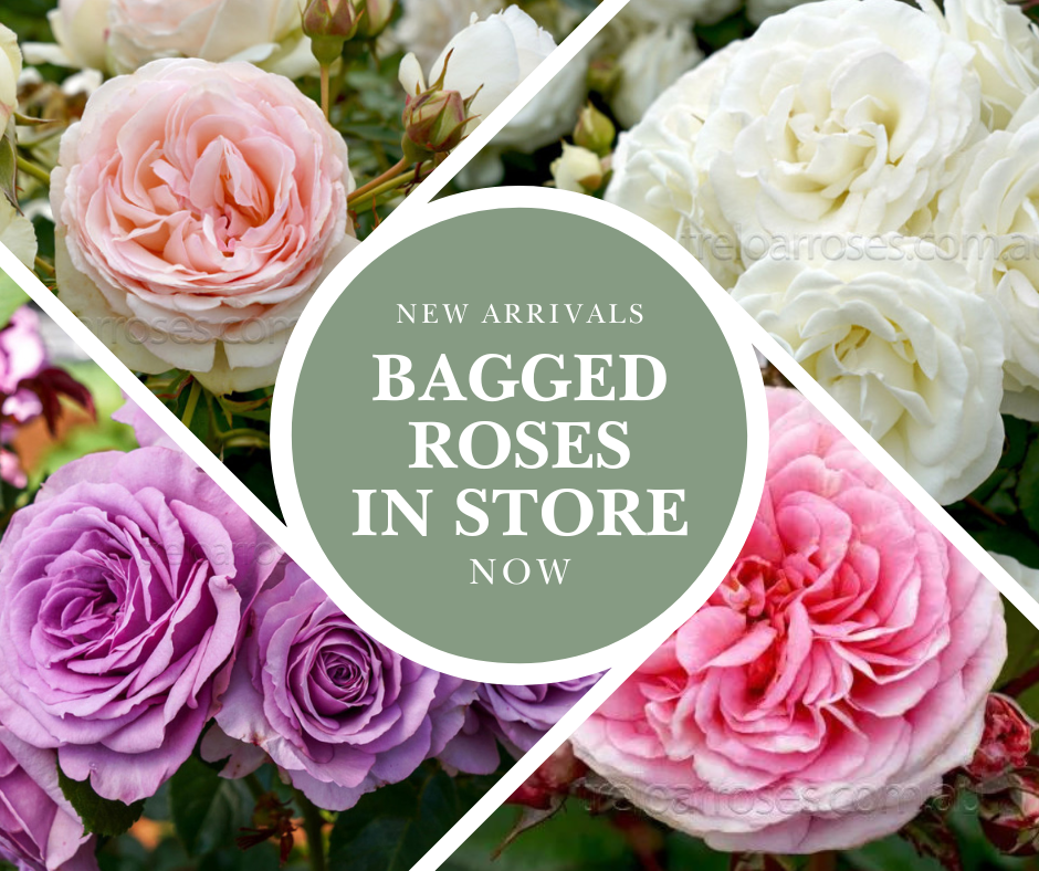 How to Plant Bagged Roses - Brookies Rural Traders