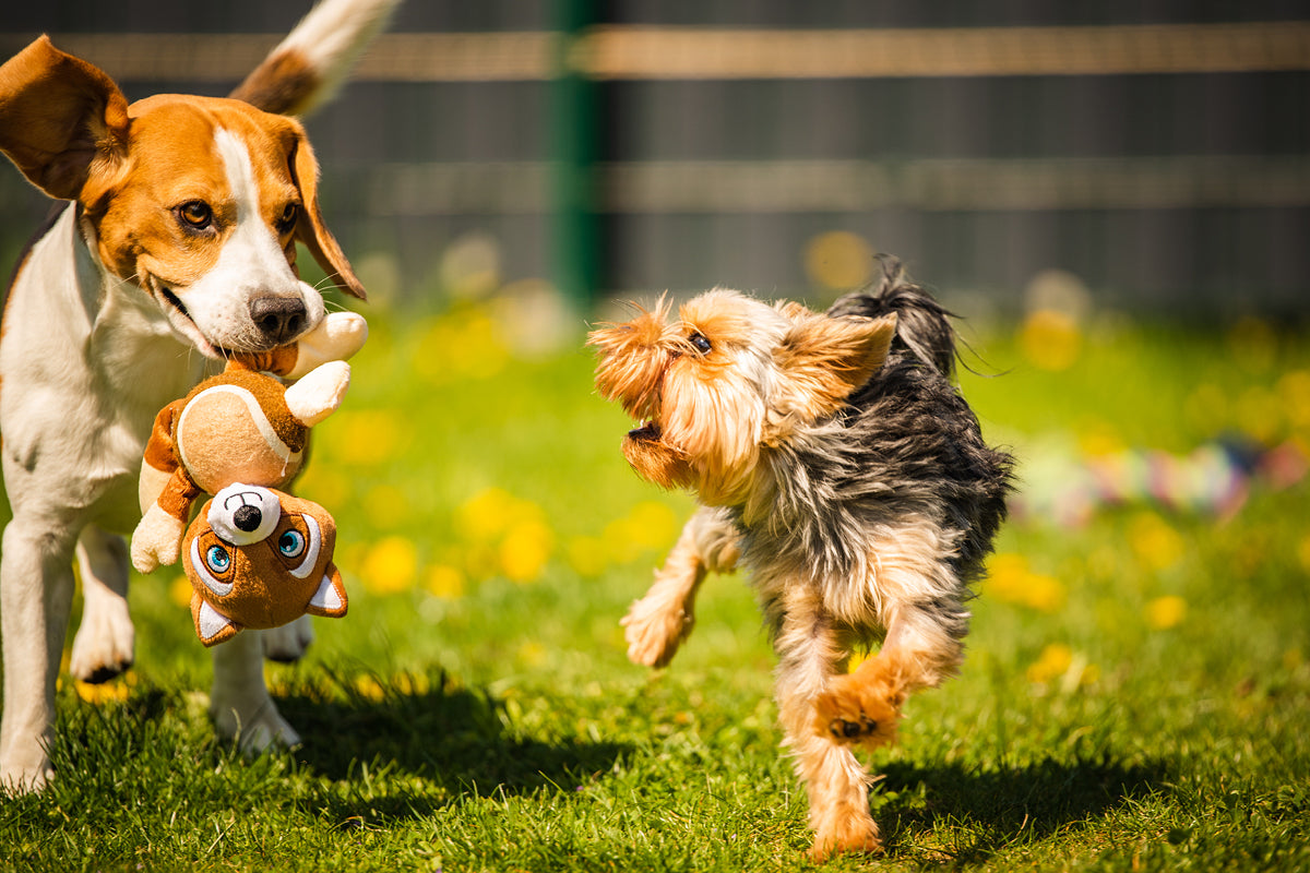 Spring With Your Pets