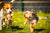 Spring With Your Pets