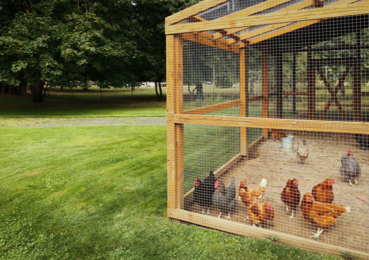 Clucky Companions: The Benefits of Having Chickens