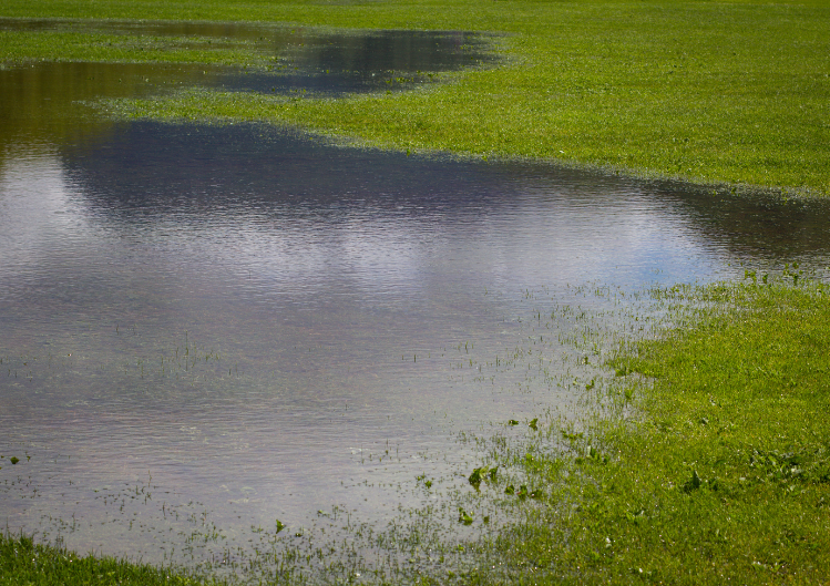 Caring for a Waterlogged Lawn