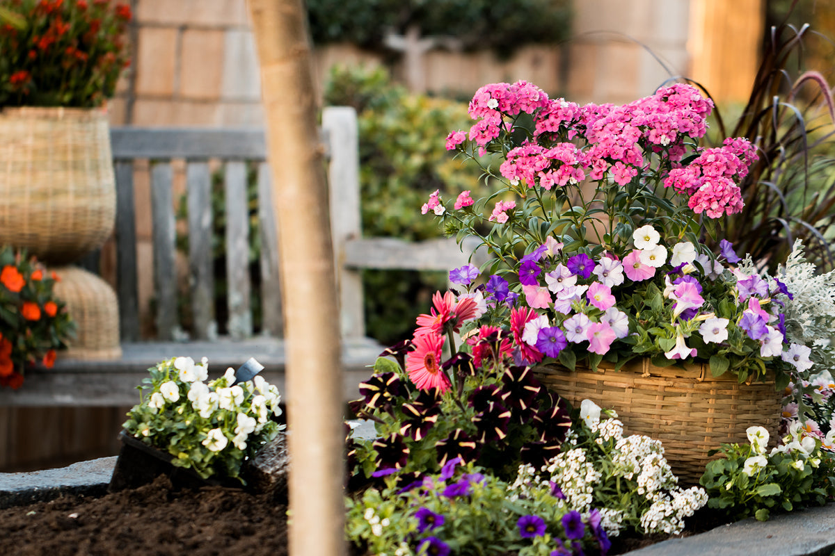 What to do in the Garden this October