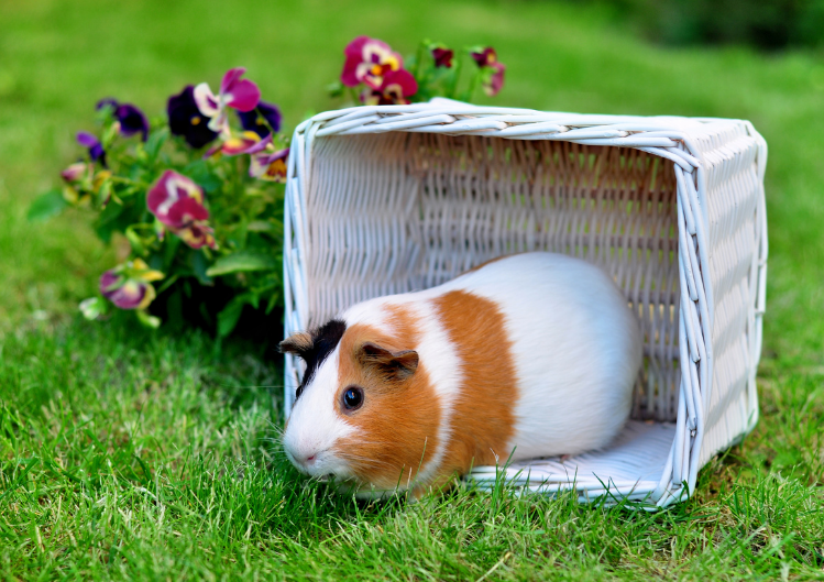 Keeping guinea deals pigs outside