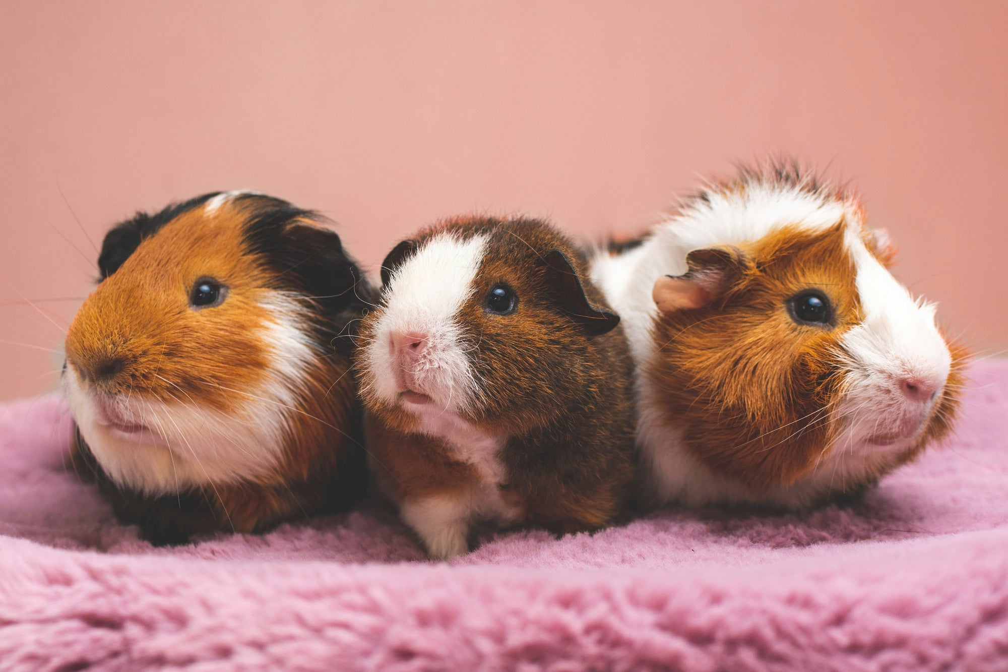 How to Care For Guinea Pigs: Everything You Need to Know