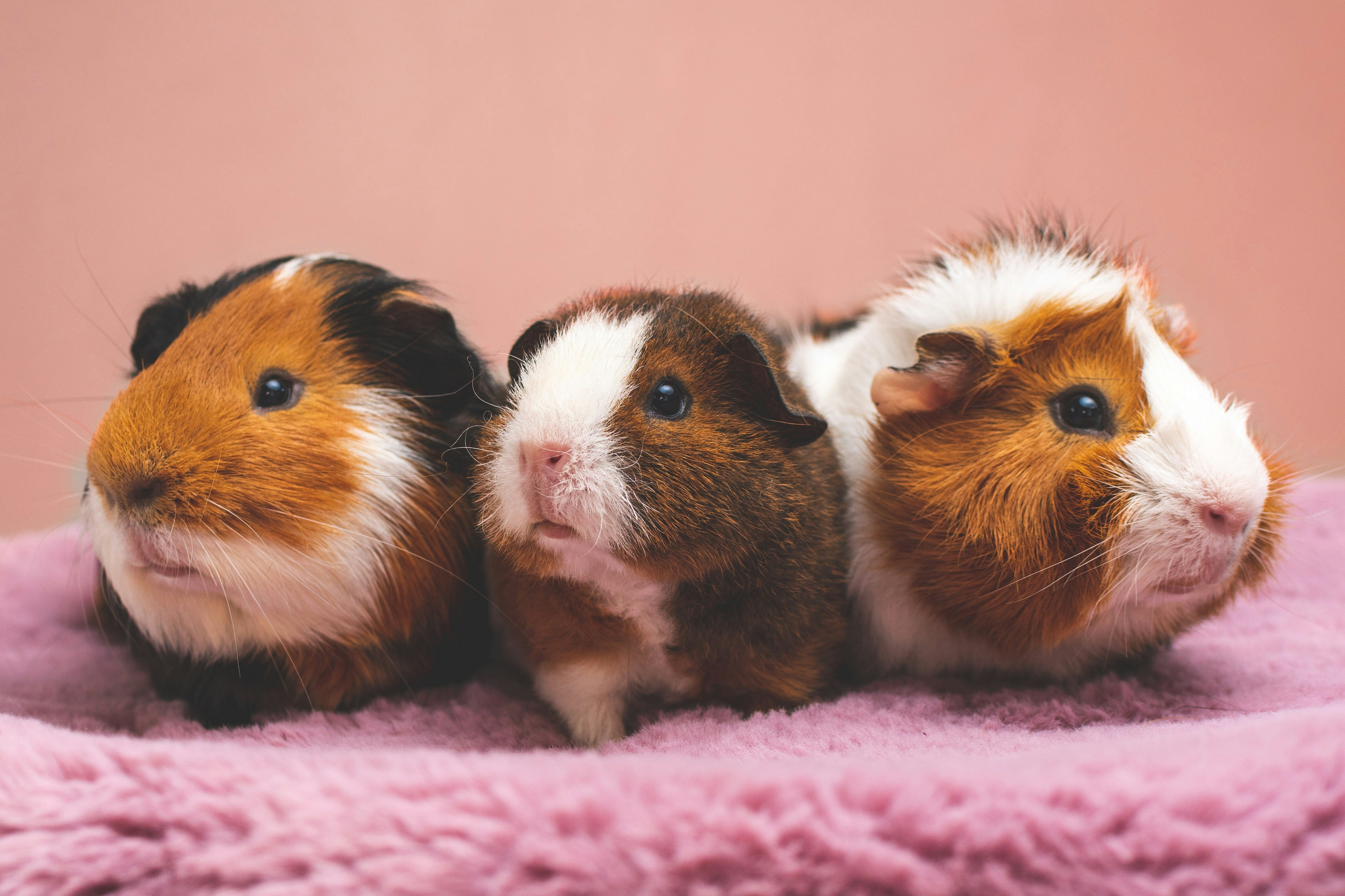 Can guinea pigs eat mushroom best sale