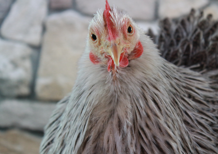 Wondering if your chickens are moulting?