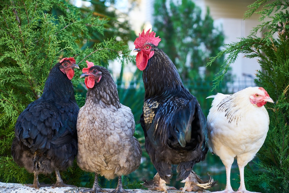 Why we love the Bainbridge Treadle Feeders - Automatic Chicken Feeders
