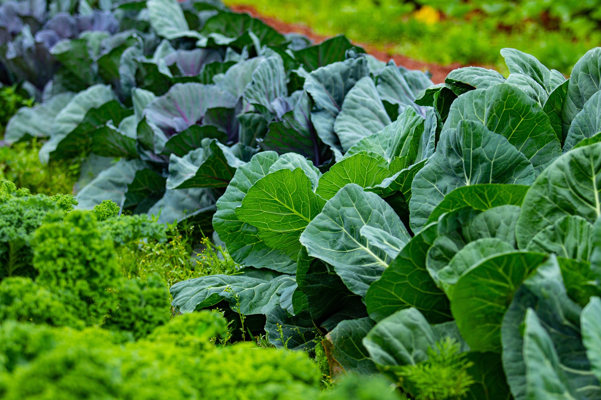 6 Tips for a healthy herb garden in the Aussie heat