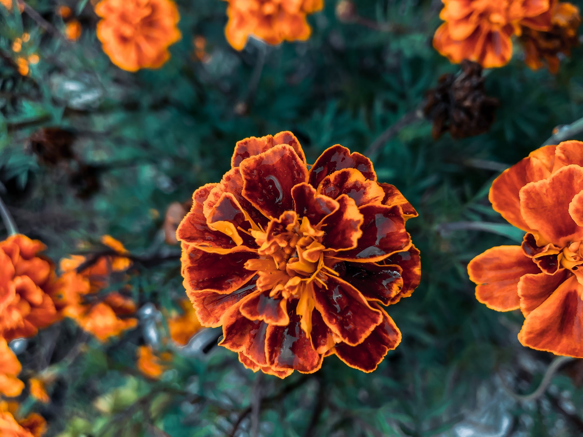 5 Reasons you should plant Marigolds in your Veggie Garden