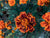 5 Reasons you should plant Marigolds in your Veggie Garden