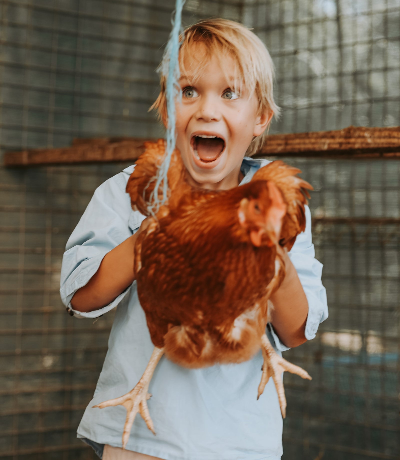 Child holding a brown chicken in a barn setting