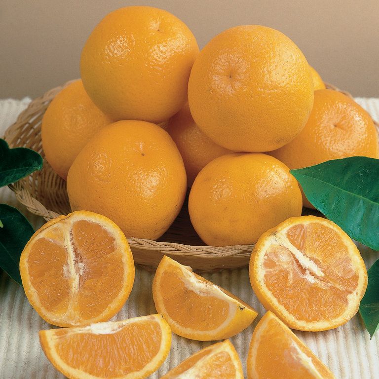 Orange - Navelina Grafted