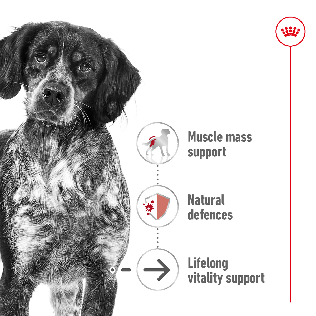 Royal Canin Medium Ageing wet dog food – lifestyle photo