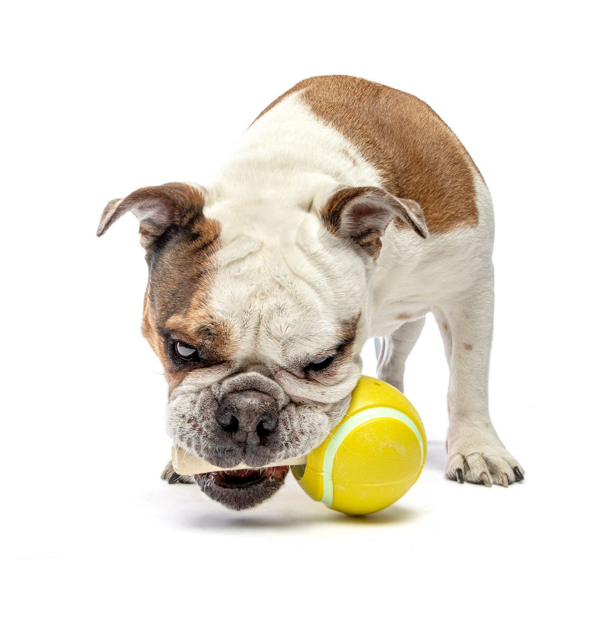 Guru Tennis Treat Ball Medium/Large Dog Toy