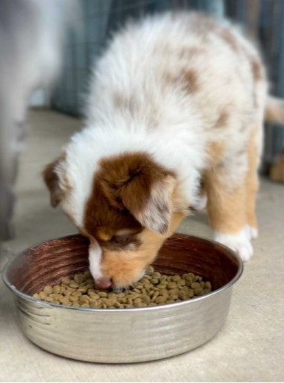 Loving Pets Le Bol Stainless Steel Pet Bowl