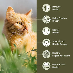 Advance Dry Cat Triple Action Dental Chicken