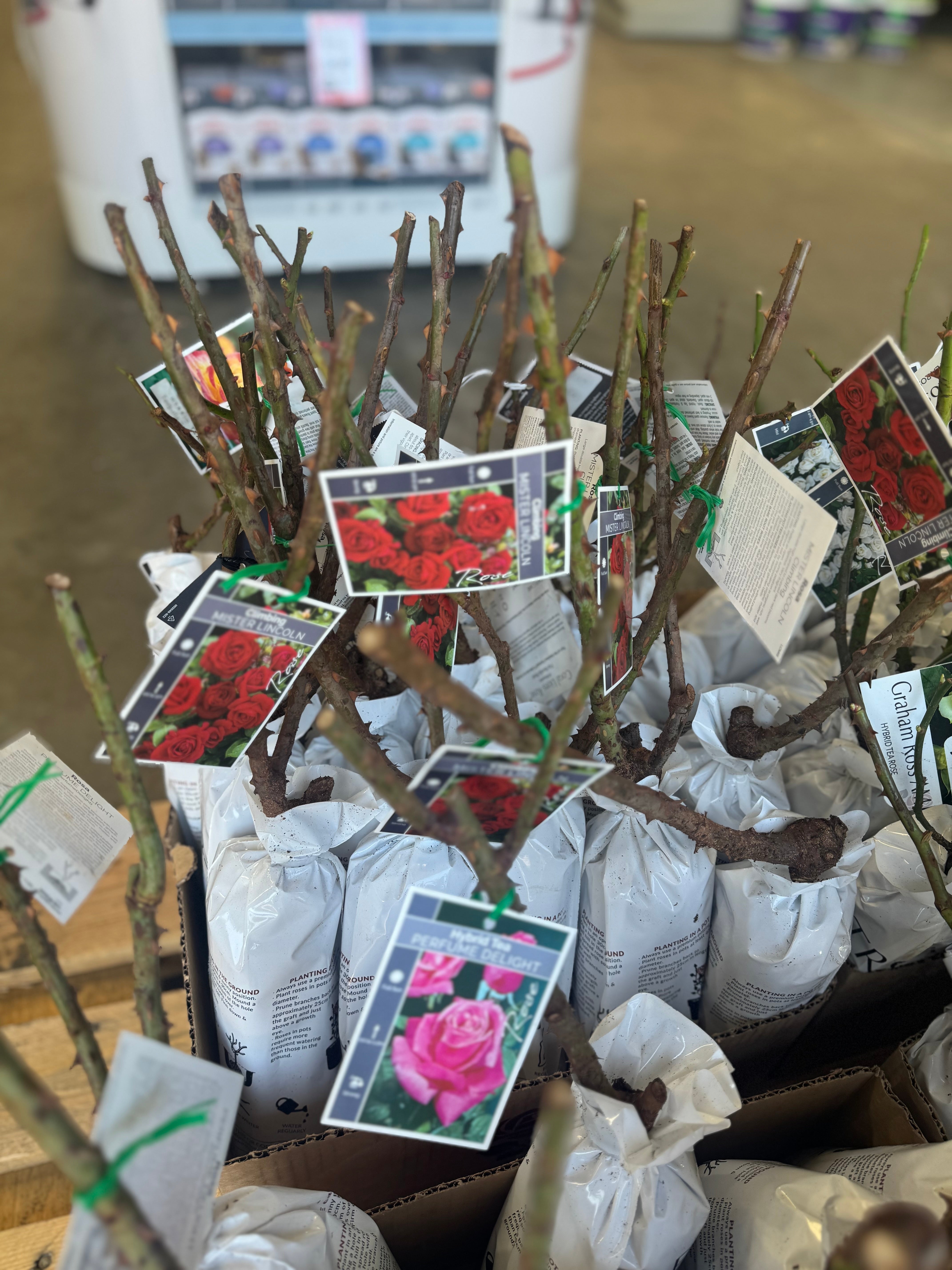 Bagged Bare Root Roses - Brookies Rural Traders