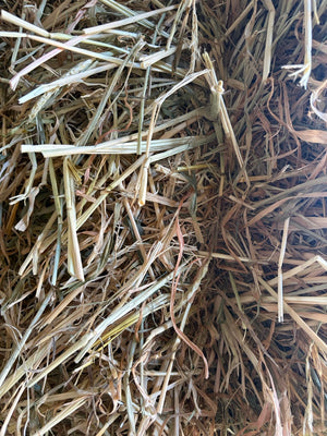 Barley Hay