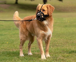 Baskerville Ultra Dog Muzzle