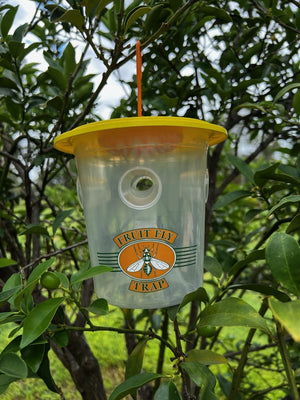 Bug 4 Bugs Fruit Fly Trap (Q Wick)