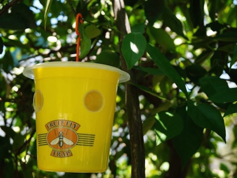 Bug 4 Bugs Fruit Fly Trap (Q Wick)