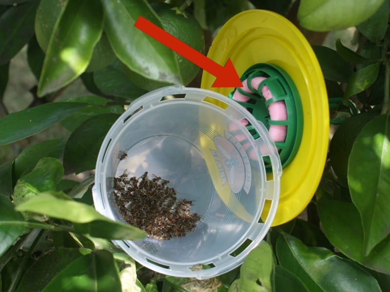 Bug 4 Bugs Q Fruit Fly Wick Refill