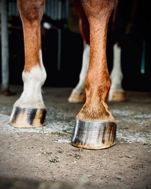 Buzz Balms Hoof Hydrator