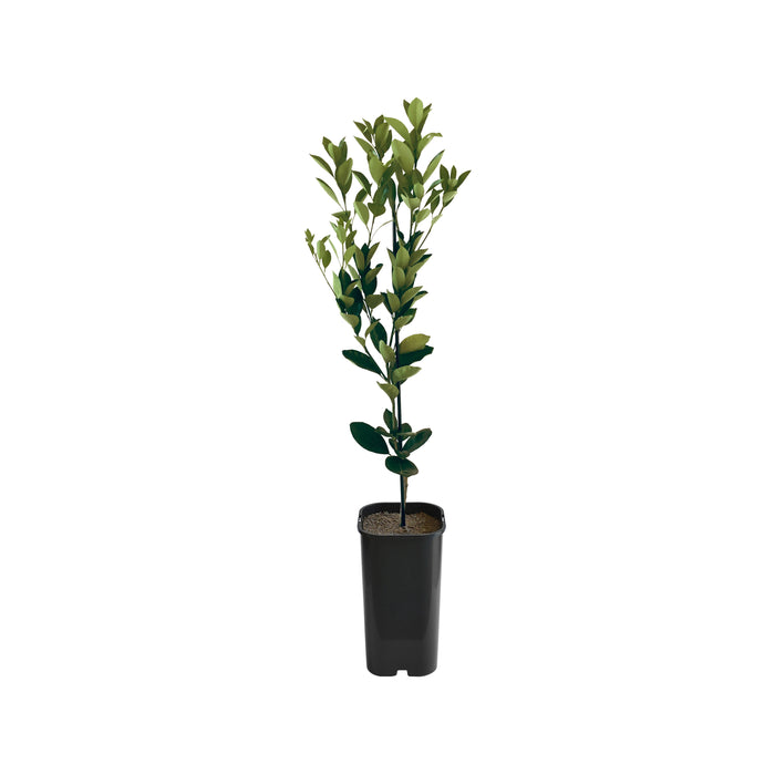 Kumquat - Calamondin Grafted