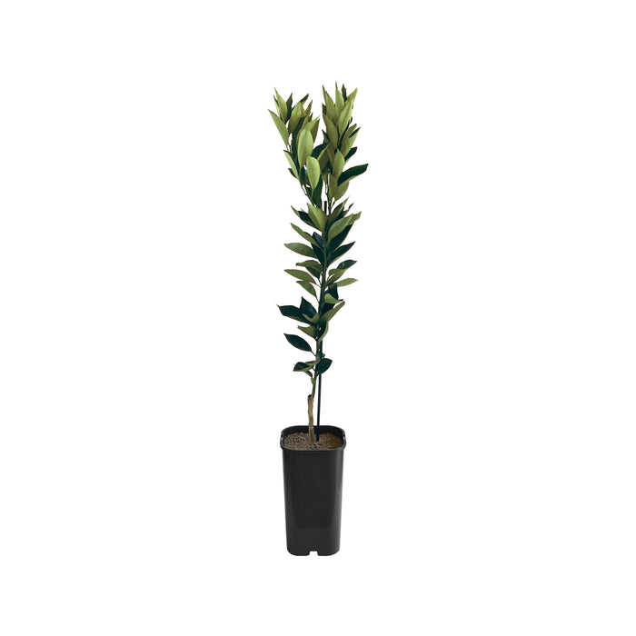 Orange - Cara Cara Blood Orange Grafted