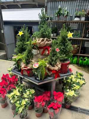 Picea Christmas Star 200mm