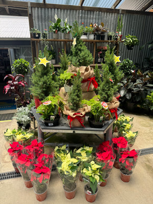 Picea Christmas Star 200mm