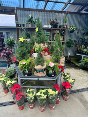 Picea Christmas Star 200mm