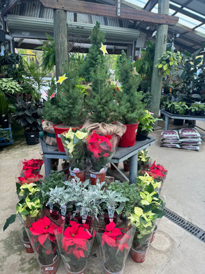 Picea Christmas Star 200mm