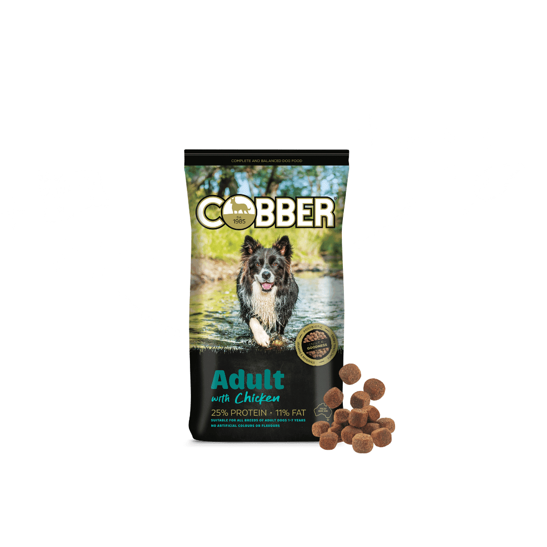 Cobber Adult with Chicken Dry Dog Food