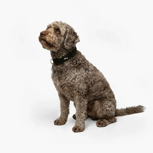 Dog Friendly Co Tactical Dog Collar
