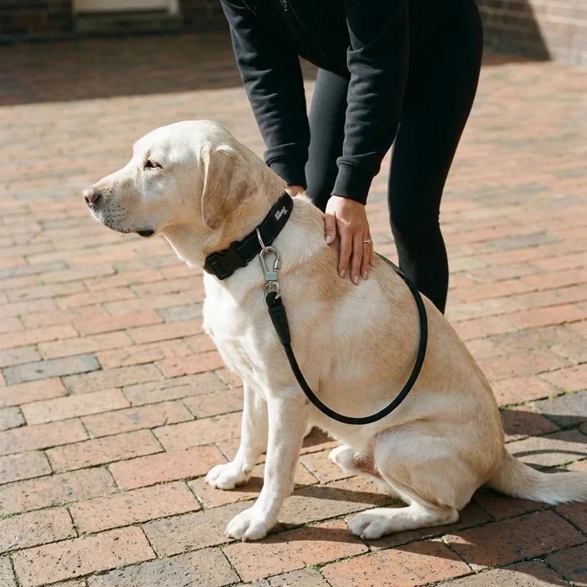 Dog Friendly Co Tactical Dog Collar